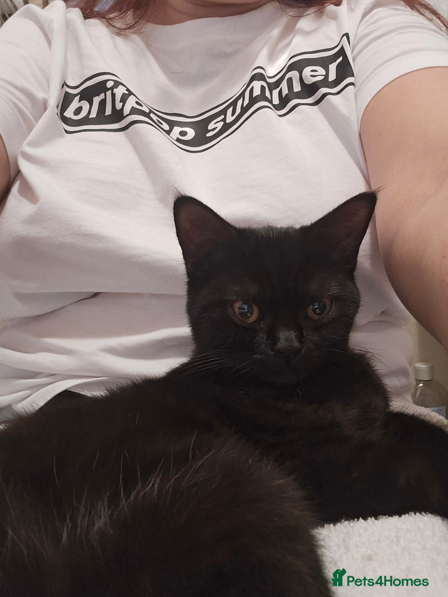 British Shorthair cats for sale: 🐾 Ready now! Loving BSH Lap Black Panther 💗🐾 - Advert 2