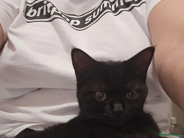 British Shorthair cats for sale: 🐾 Ready now! Loving BSH Lap Black Panther 💗🐾 - Advert 3