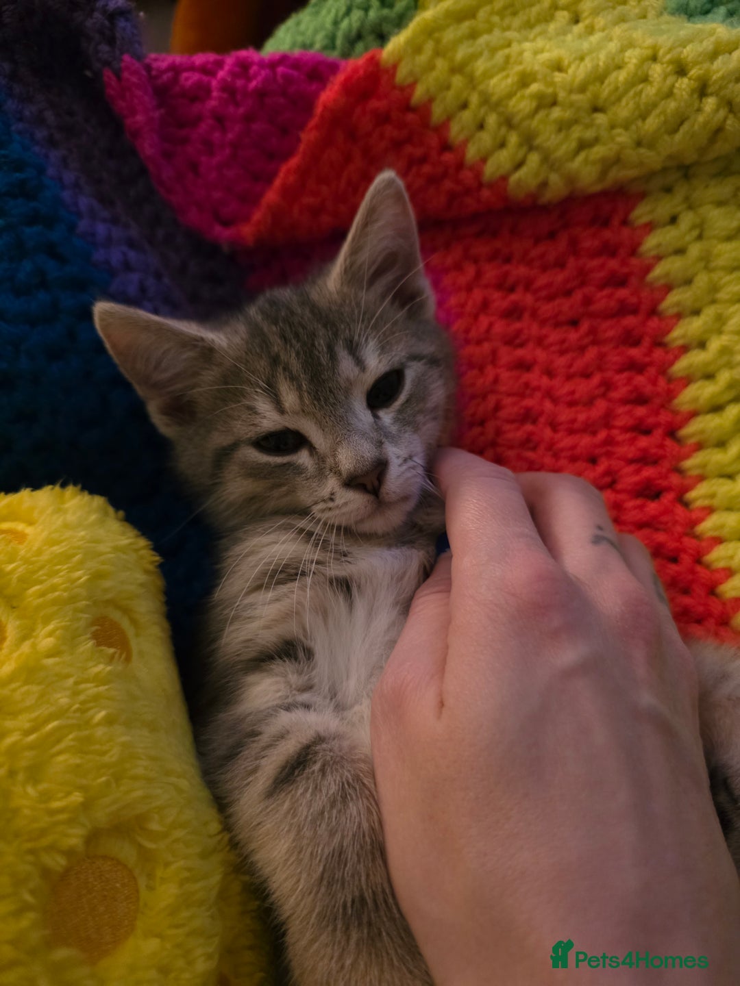 Domestic Shorthair cats for sale: Male Kitten looking for a new home - Image 9