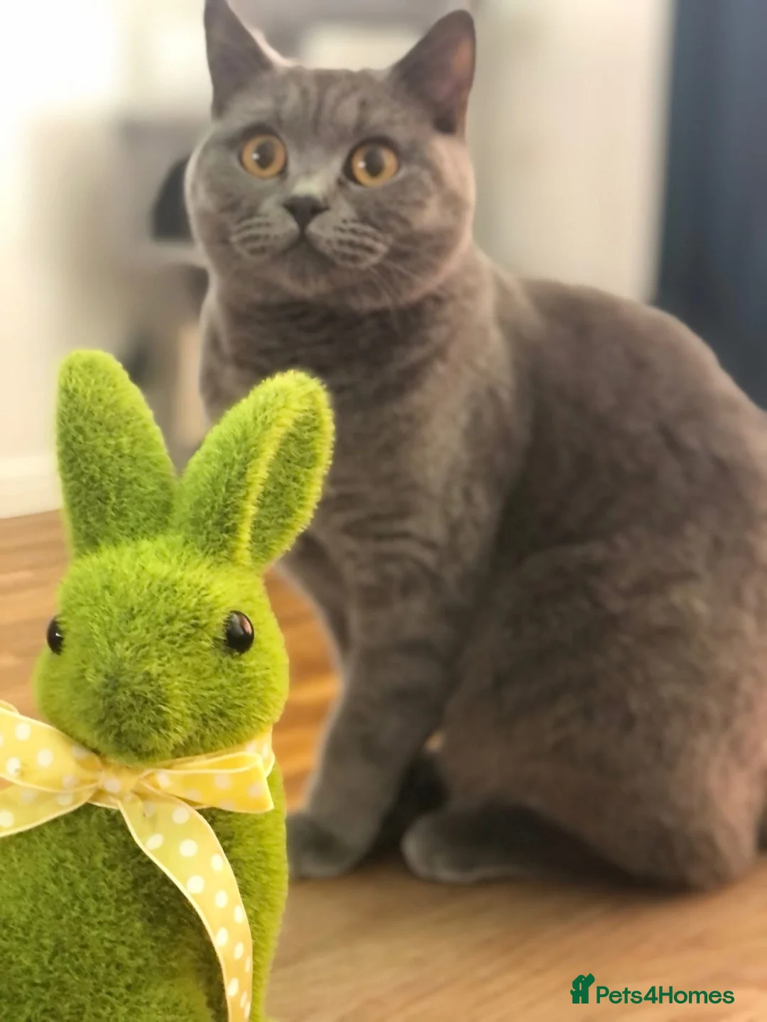 British Shorthair cats for sale: British Shorthair Girl - Advert 2