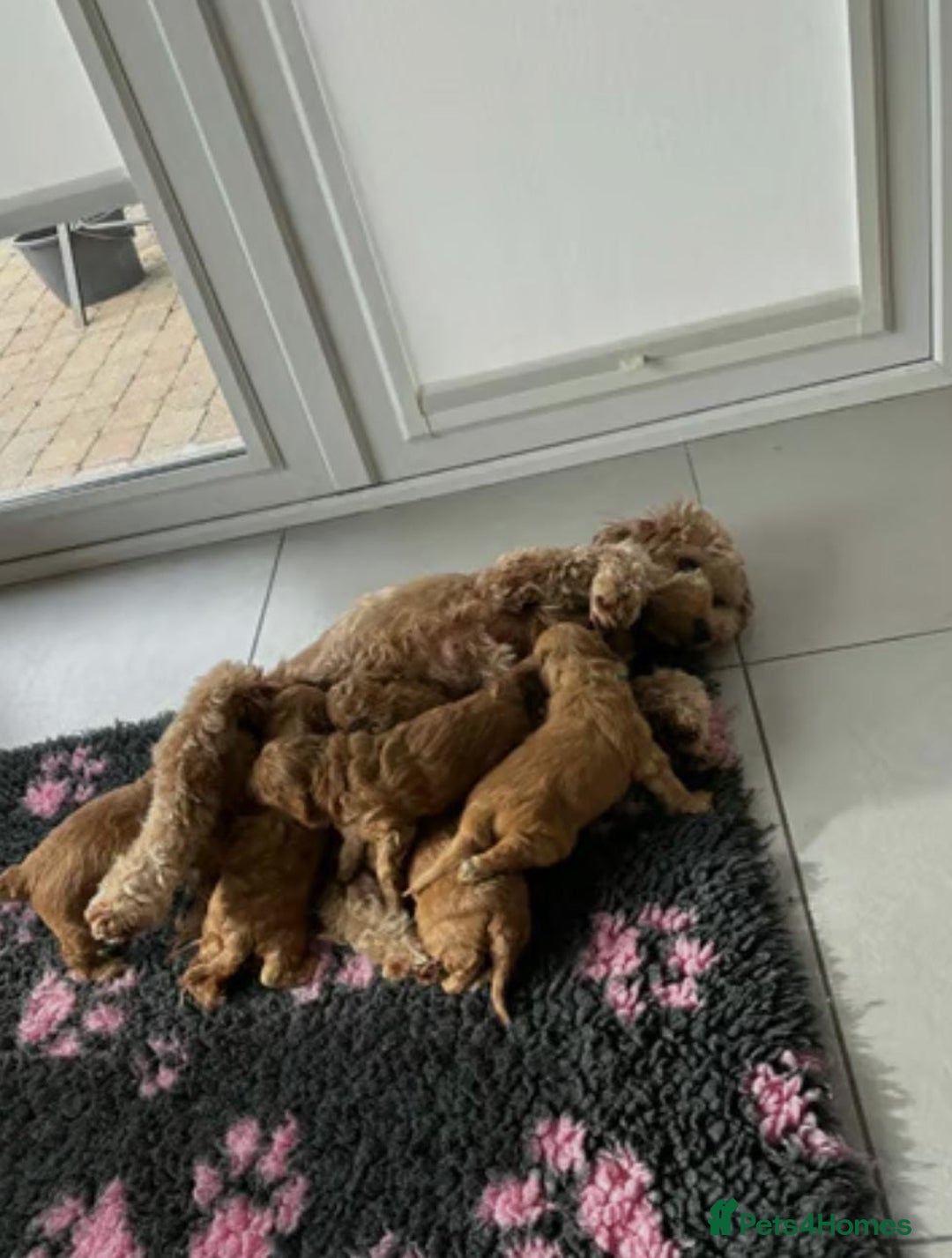 Cavapoo dogs for sale: Beautiful red cavapoo puppies - Image 6