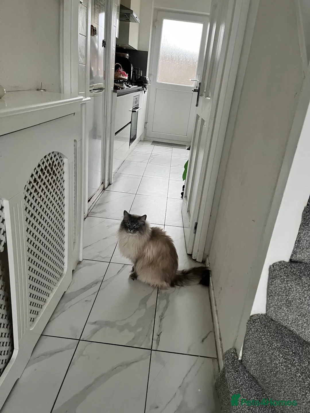 Ragdoll cats for sale: Two Male Adult Ragdolls (Together) - Advert 2