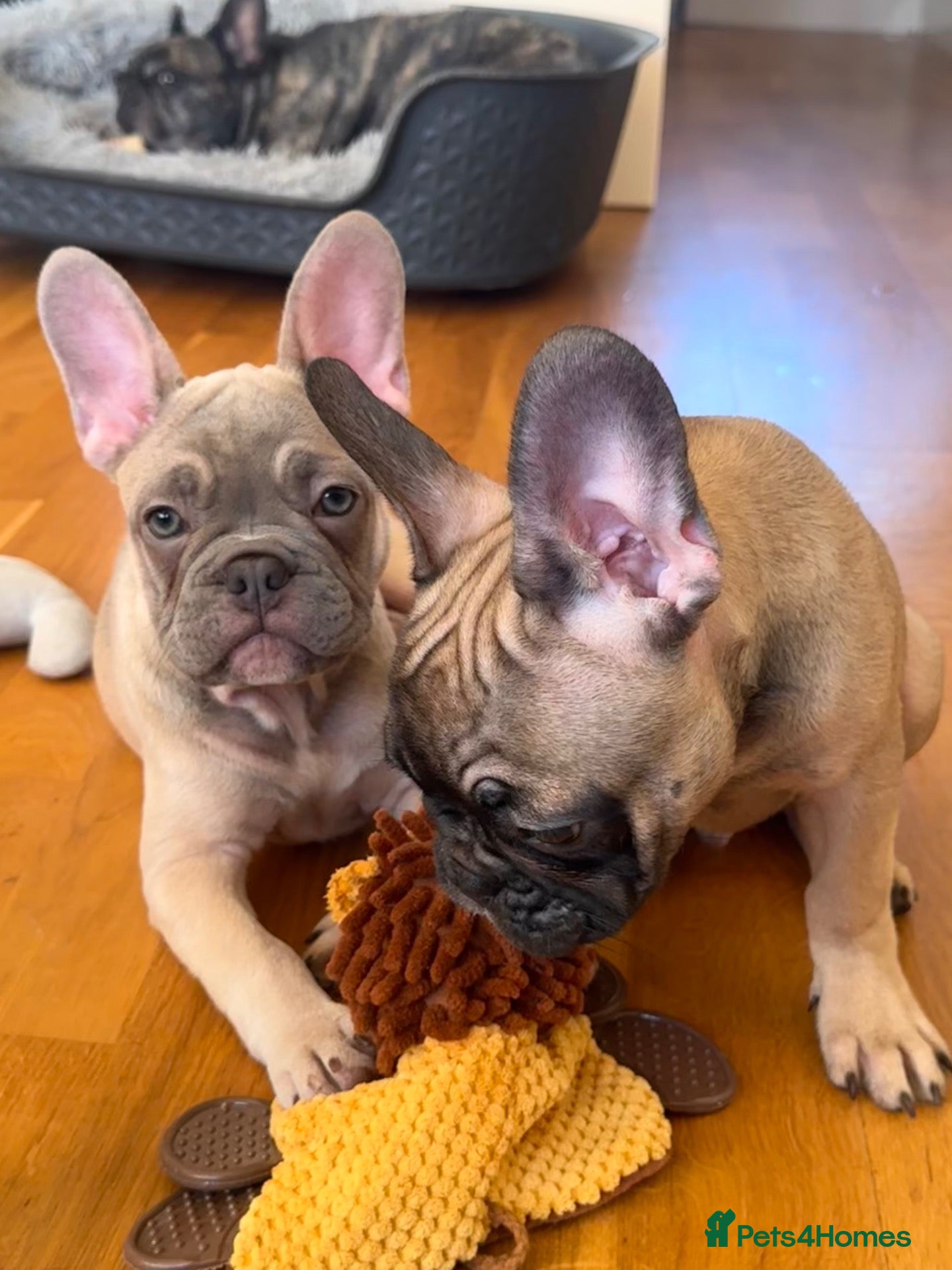 French Bulldog dogs KC French Bulldog Boys – Fully Vaccinated - Advert 1