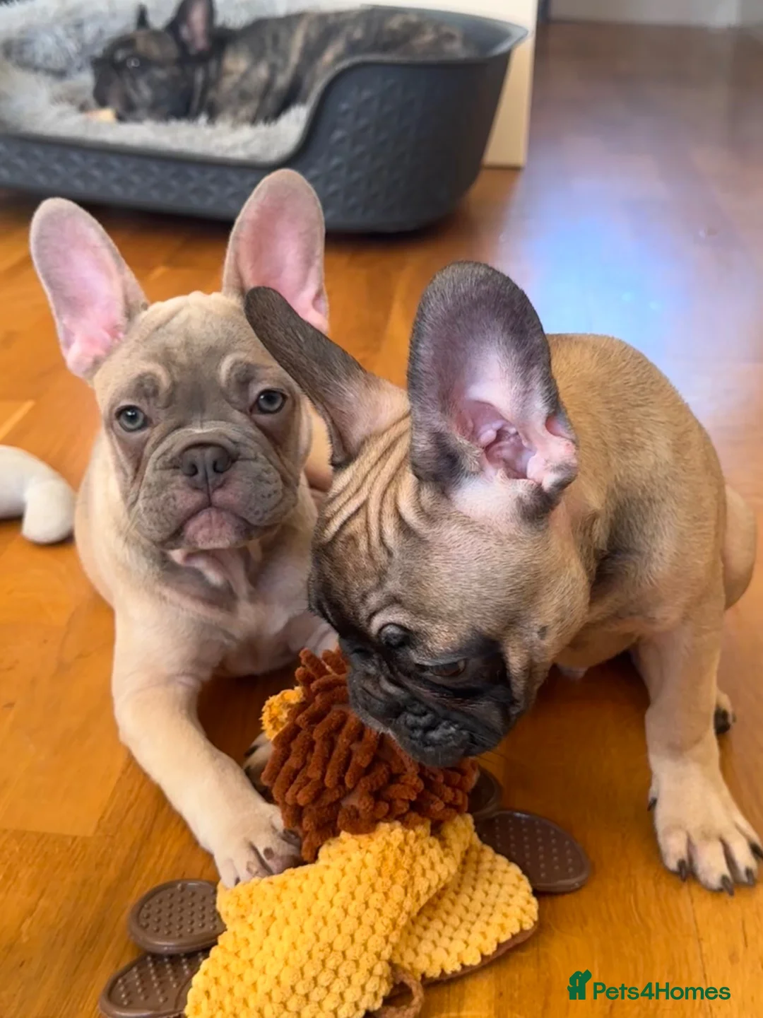 French Bulldog dogs for sale: KC French Bulldog Boys – Fully Vaccinated - Advert 1