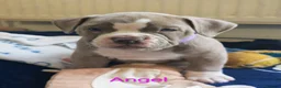 Dorset Olde Tyme Bulldogge dogs for sale: Old tyme bulldog puppies  - Advert 6