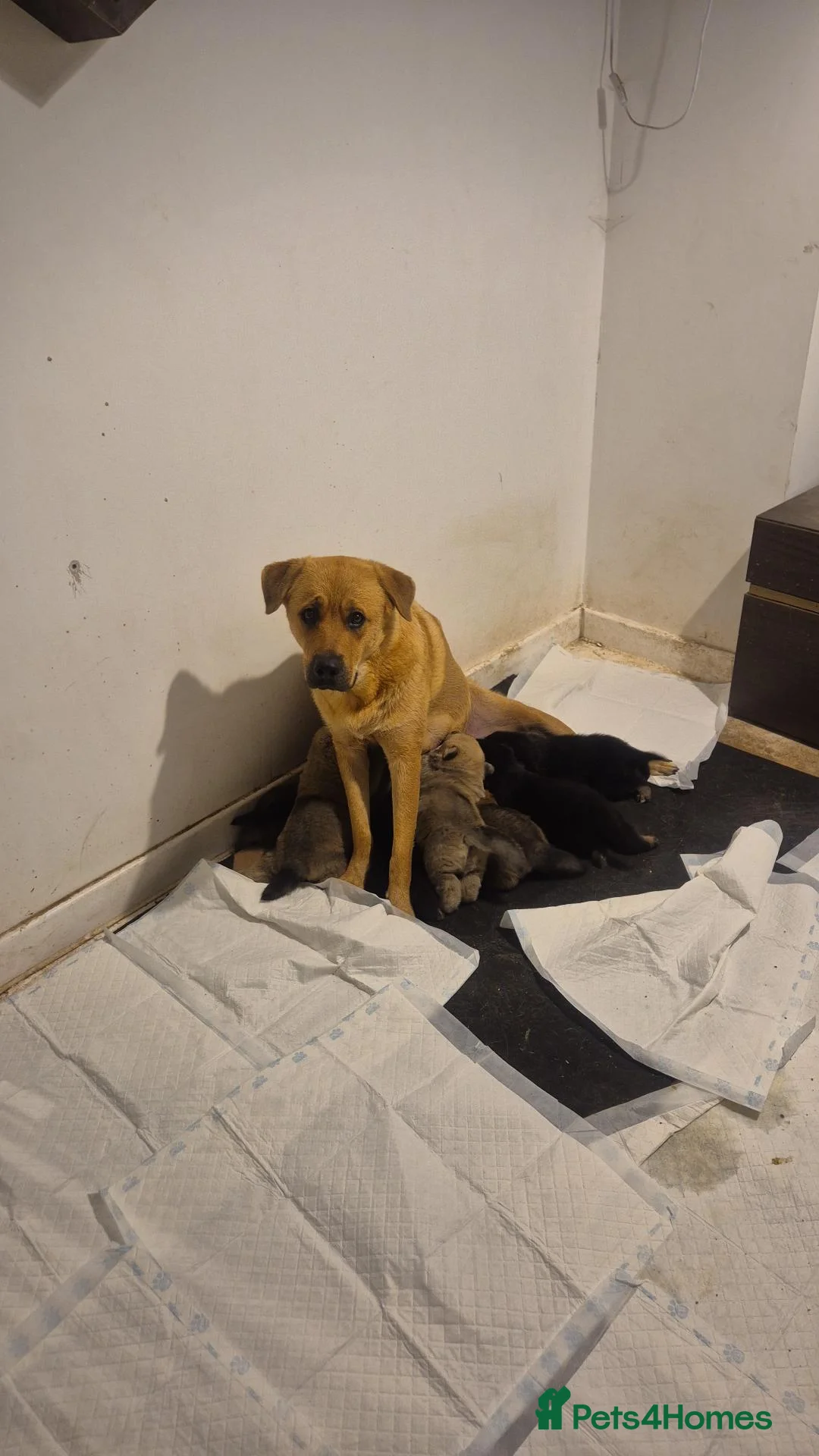Mixed Breed dogs for sale: Rokita puppies  - Advert 2