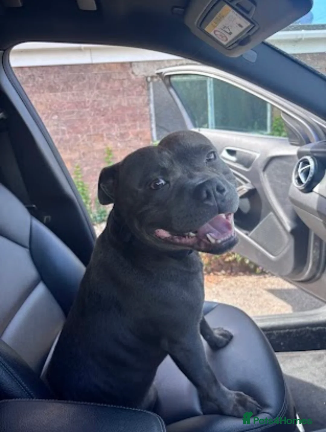 Staffordshire Bull Terrier dogs for stud: Staffordshire Bull Terrier Stud in Chester - Advert 6