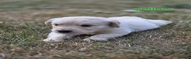 Golden Retriever 2