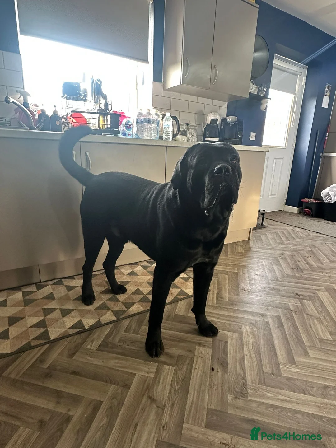 Cane Corso dogs for sale: Ragnar - Advert 2