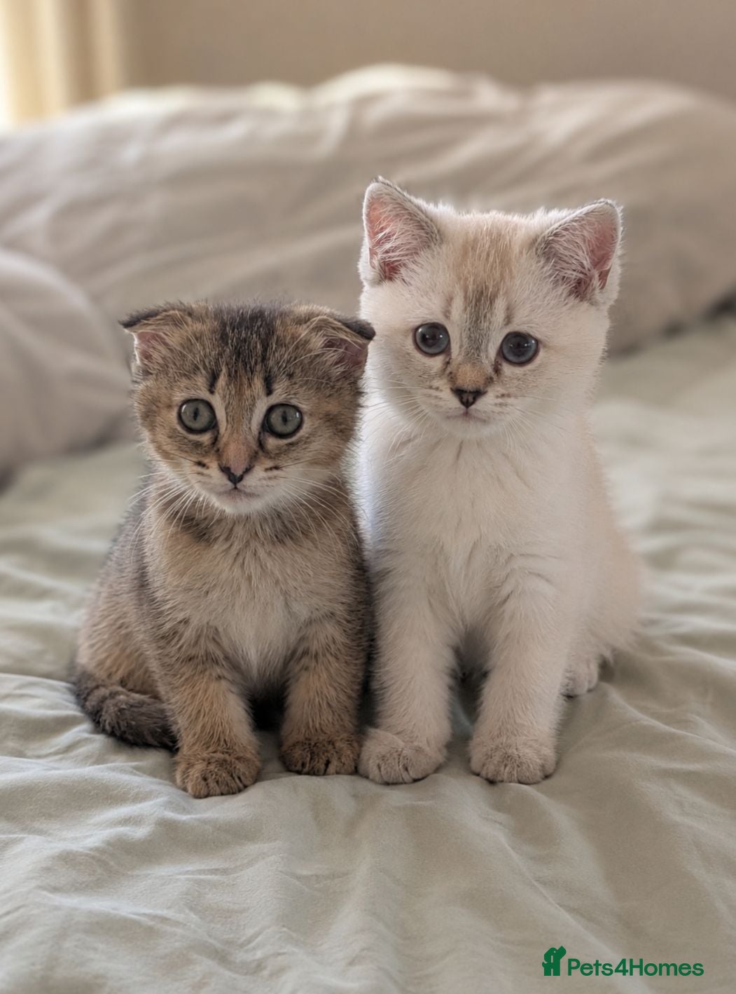 Mixed Breed cats Ragdoll x Scottish Fold kittens 2 available  - Advert 1