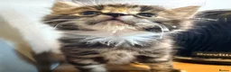 Mixed Breed cats for sale: Kittens for sale  - Advert 6