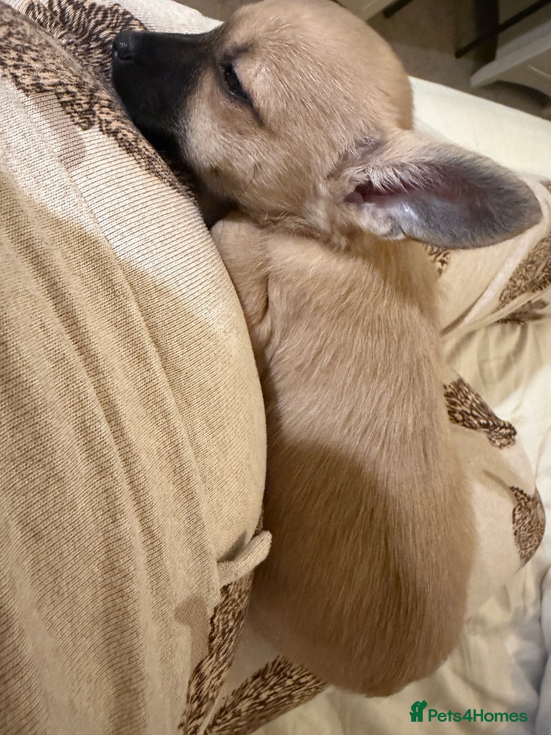 Chihuahua dogs for sale: Beautiful chihuahua cross pup - Advert 4