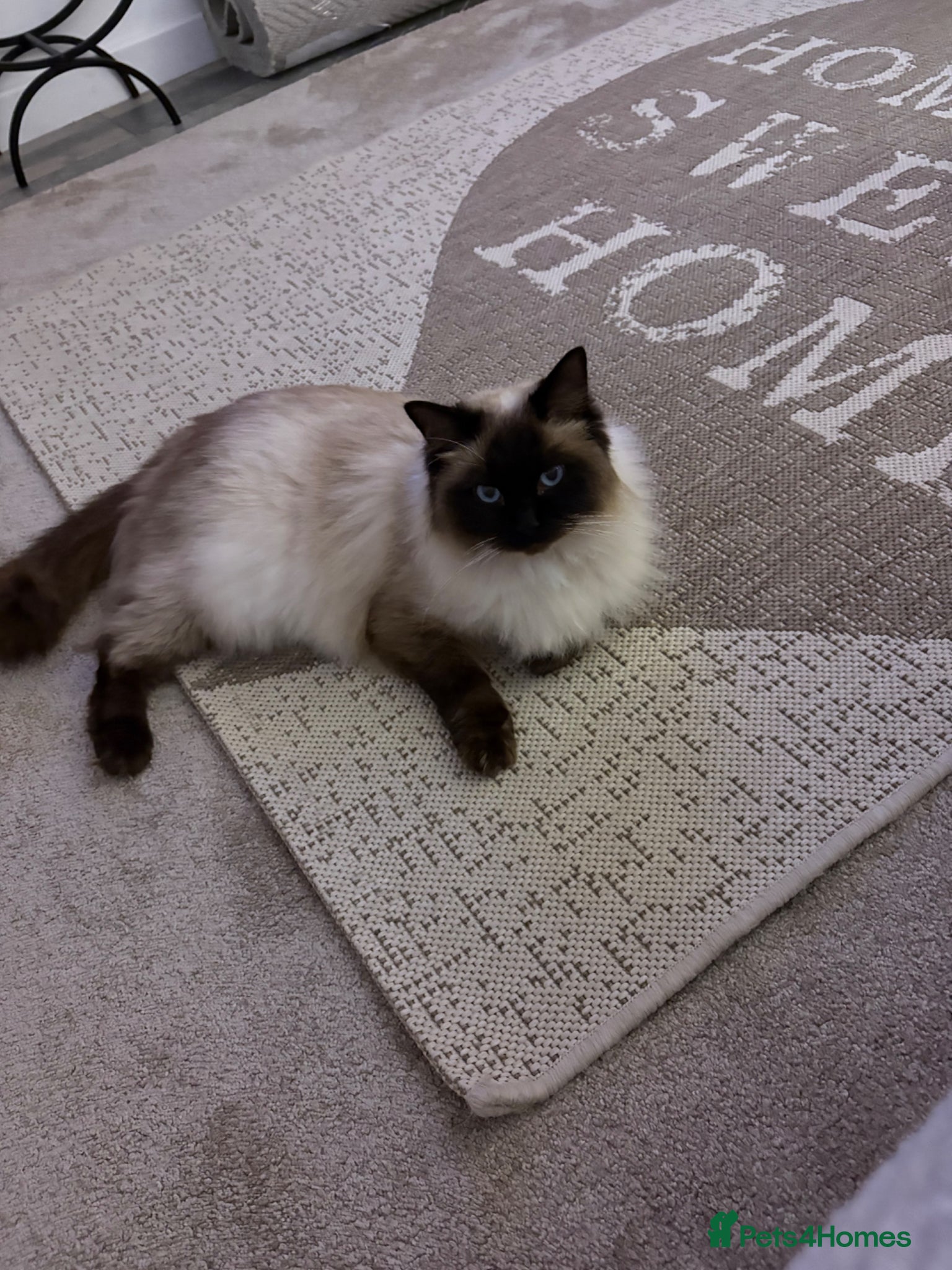 Ragdoll cats Cross rag dolls - Advert 11