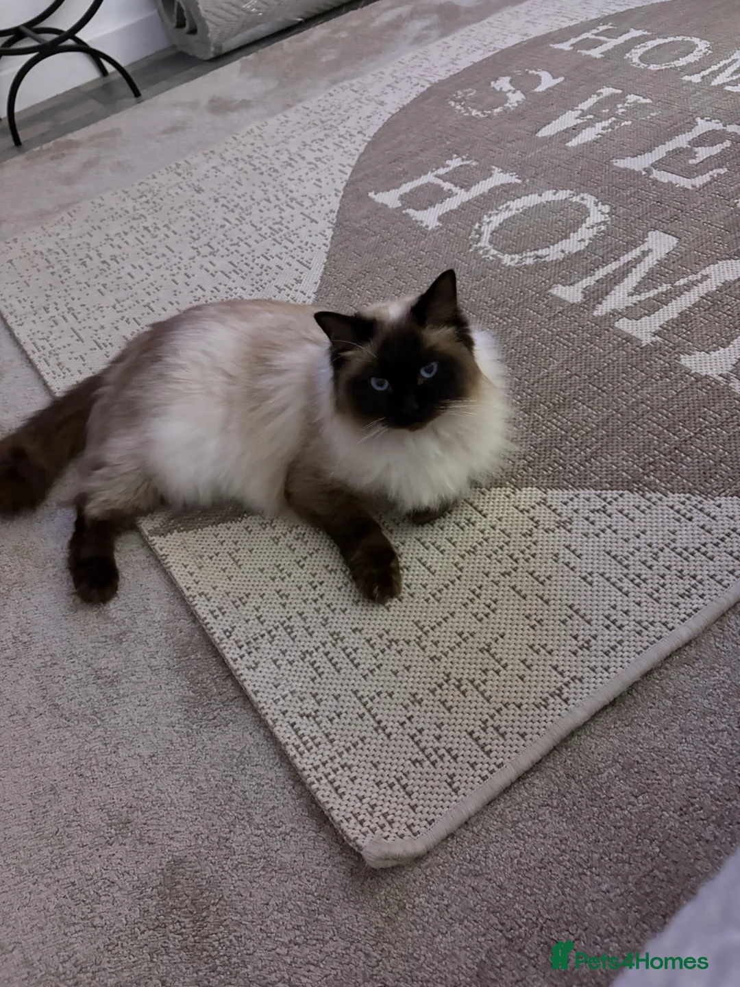 Ragdoll cats for sale: Cross rag dolls in Sunderland - Advert 1
