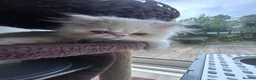 Persian cats for sale: Beautiful Male Kitten Looking for His Forever Home - Advert 3
