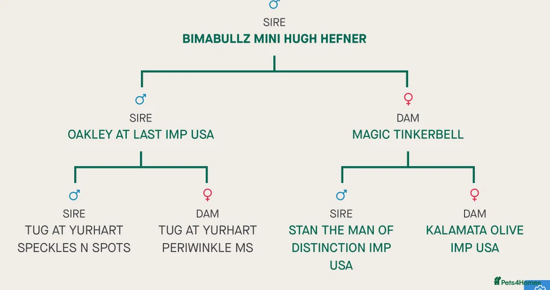 Miniature Dachshund dogs for stud: Tiny Piebald Stud with Free Ovulation Testing  in Stockton-on-Tees - Advert 20
