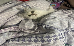 Persian cats for sale: Two Persian cats for sale - Image 9