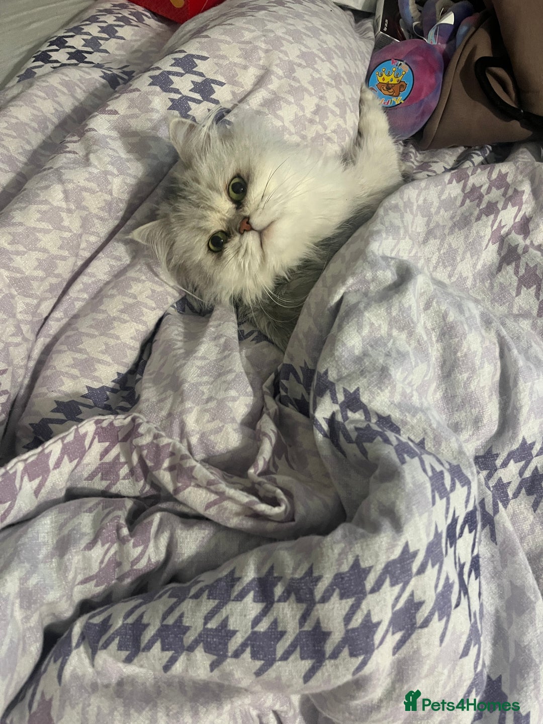 Persian cats for sale: Two Persian cats for sale - Image 9