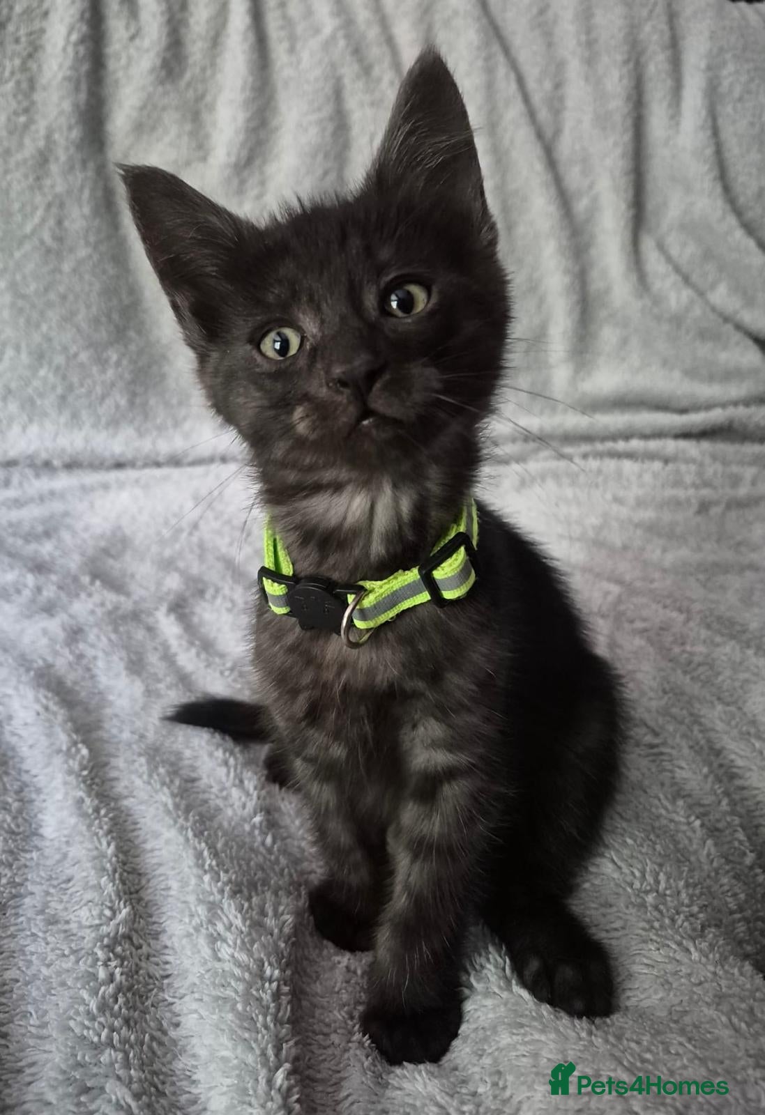 Mixed Breed cats 4 kittens  - Advert 5