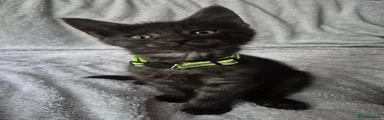 Male green