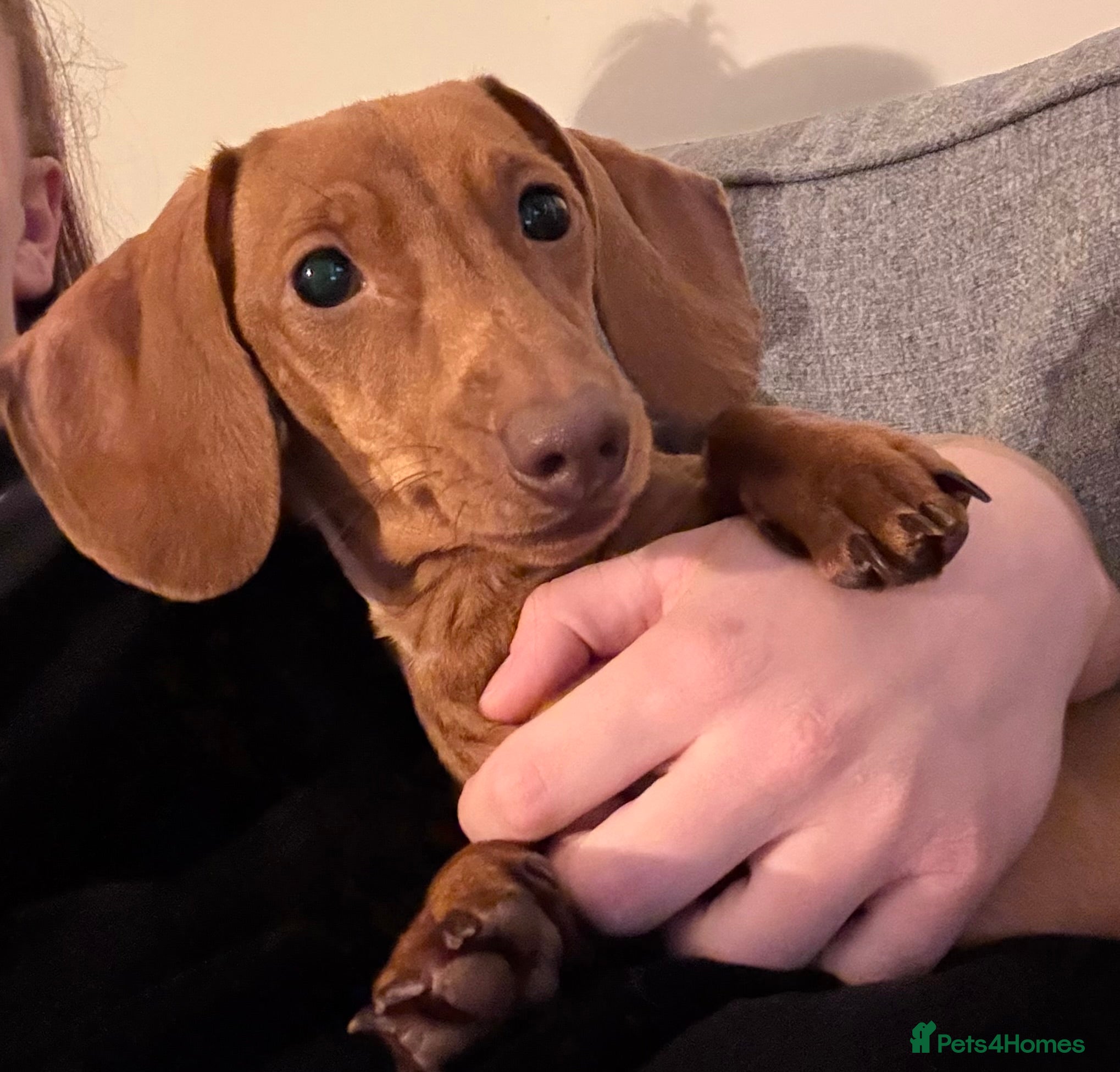 Miniature Dachshund dogs Miniature Dachshund TRIXXIE   - Advert 17