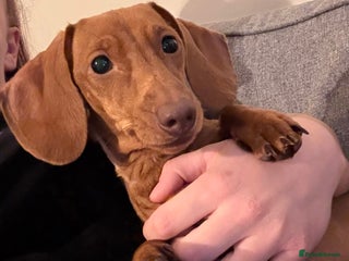 Miniature Dachshund dogs Miniature Dachshund TRIXXIE - Advert 6