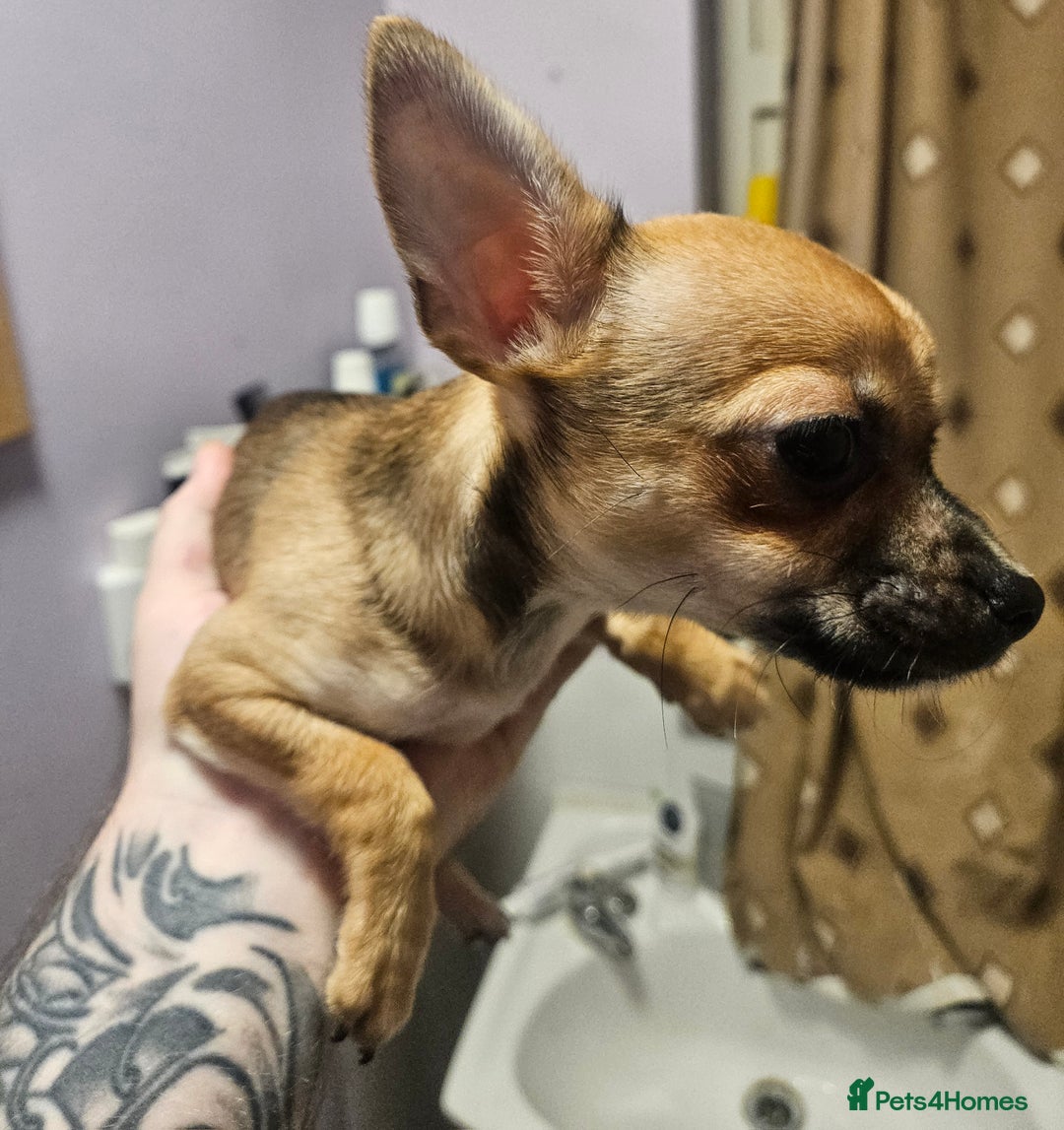 Chihuahua dogs for sale: 2x 13 old week beautiful Chihuahua Pups for sale  - Advert 2