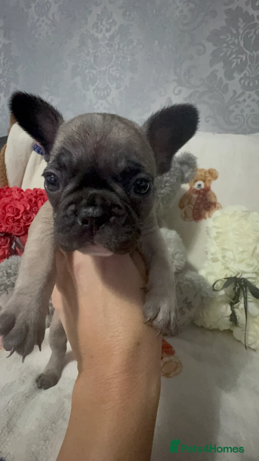 French Bulldog dogs for sale: 🏆 FRENCH BULLDOG 🏆 - Advert 25