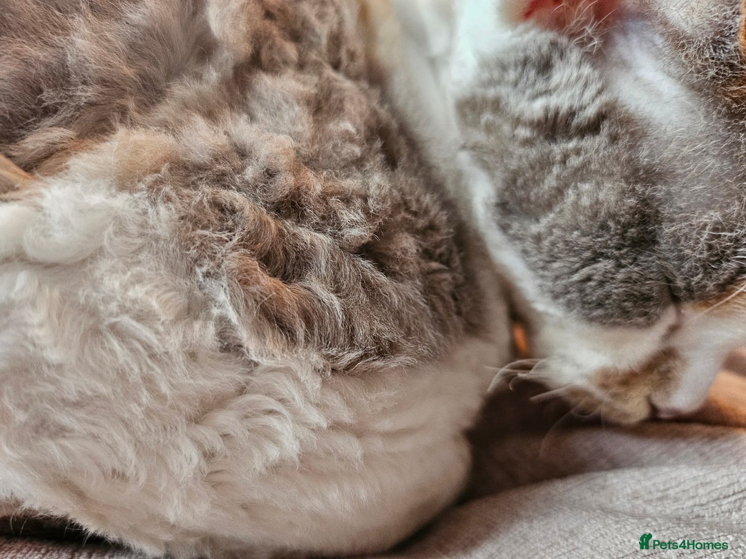Devon Rex cats for sale: Super affectionate and friendly girl - Image 8