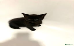 Mixed Breed cats for sale: Beautiful dark chocolate female kitten - Image 6