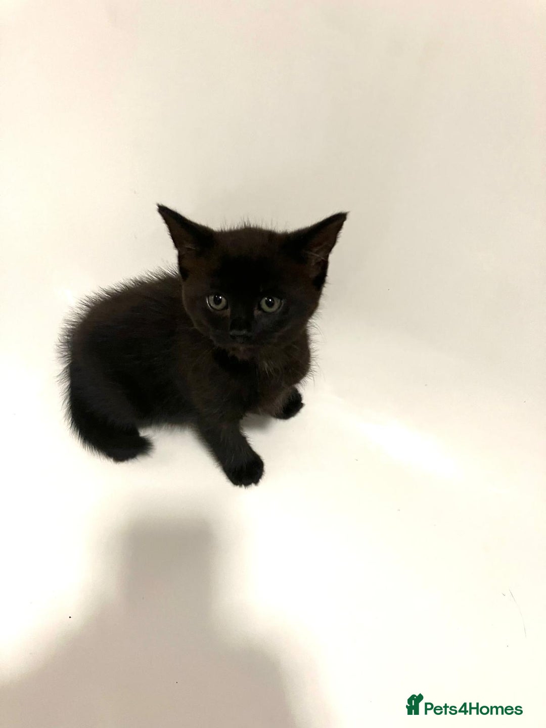 Mixed Breed cats for sale: Beautiful dark chocolate female kitten - Image 6