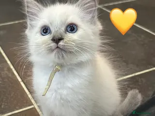 Ragdoll cats 😻 READY NOW MALE RAGDOLL KITTENS 😻 - Advert 9