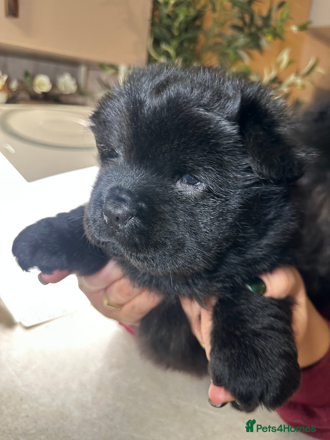 Chow Chow dogs for sale: Merle chow chow  - Advert 5