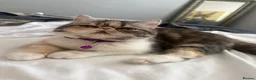Exotic cats for sale: Persian exotic - Advert 1