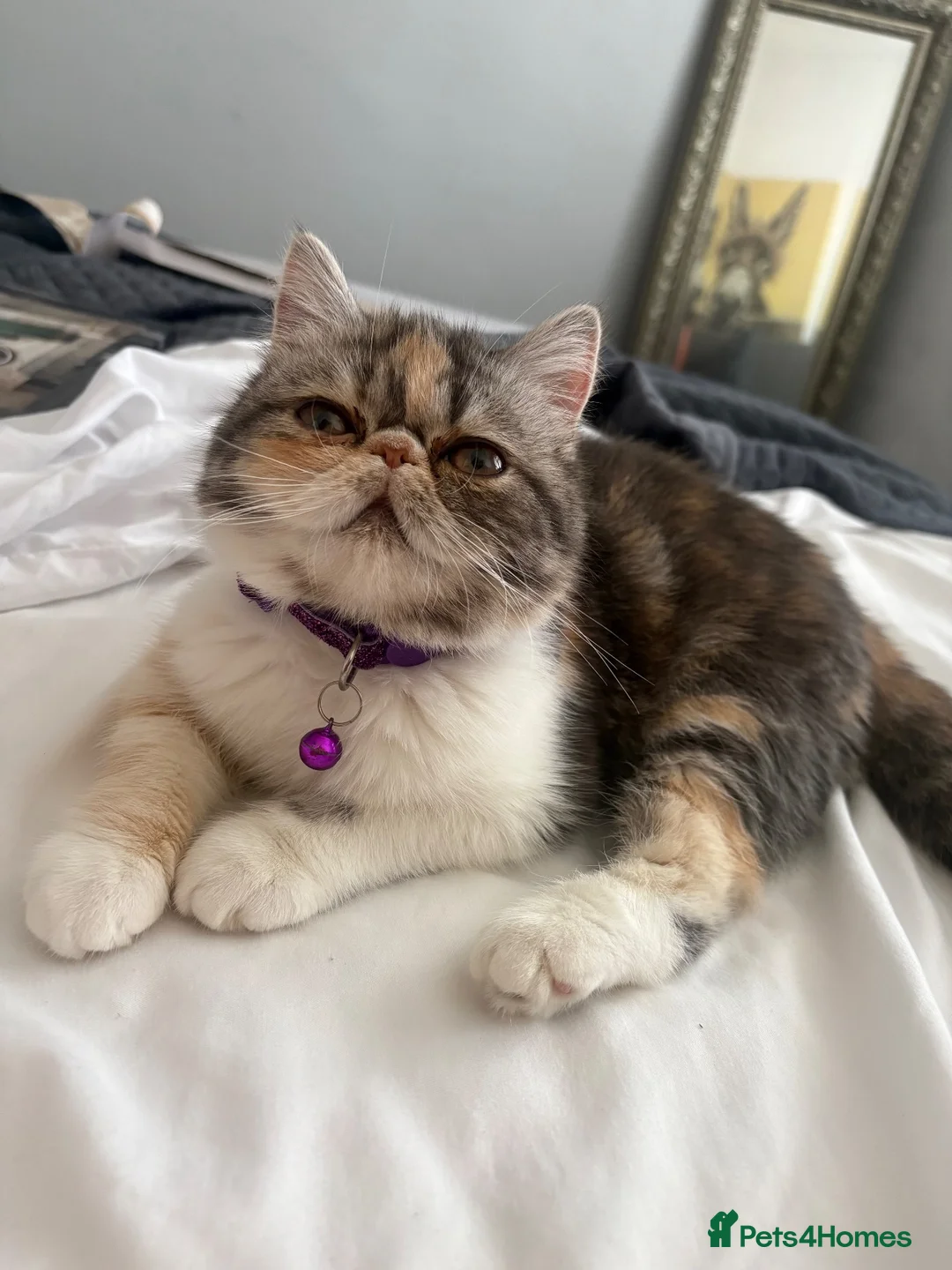 Exotic cats for sale: Persian exotic - Advert 1