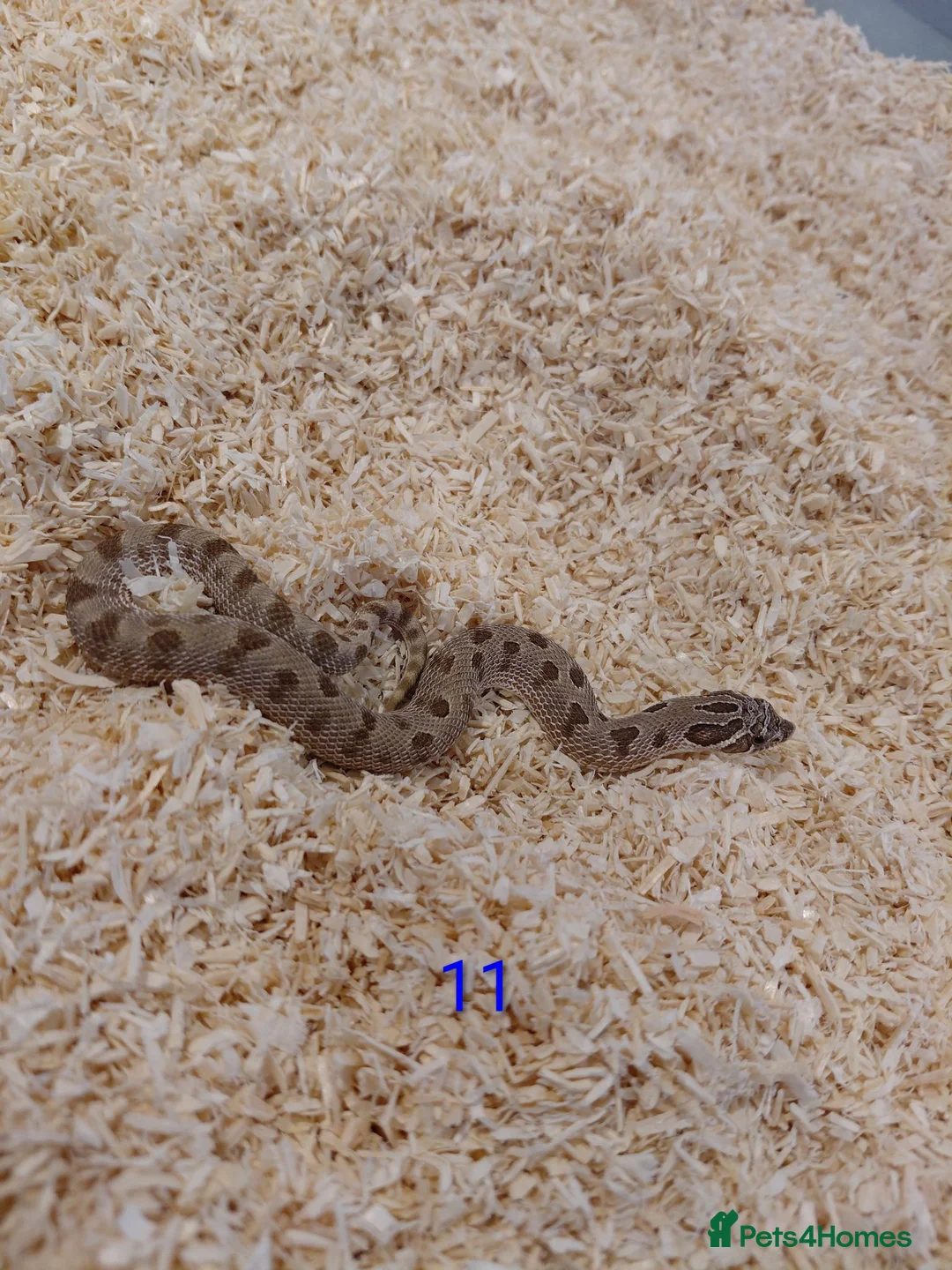 Snake reptiles for sale: CB25 Hognose Snakes, Ready Now, Albino, Conda - Advert 14