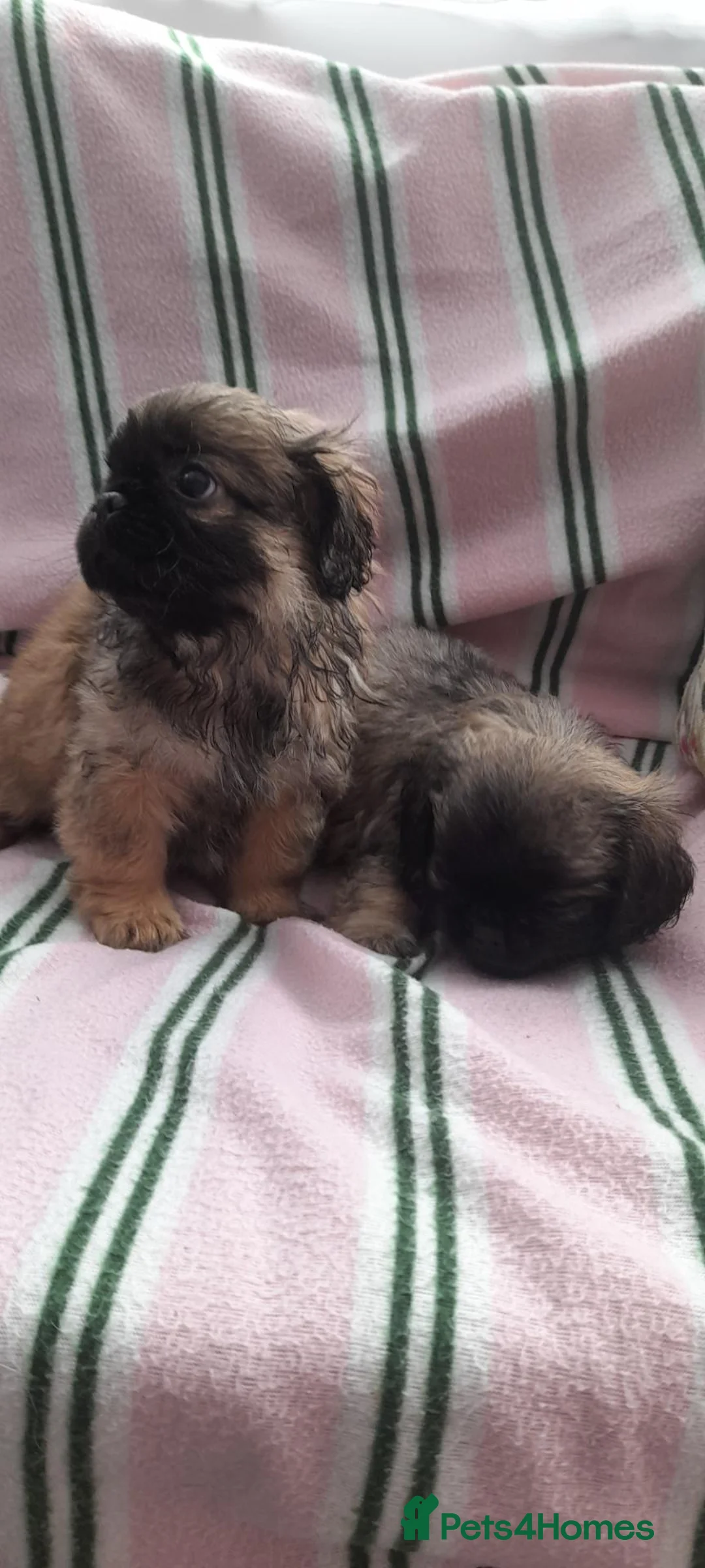 Mixed Breed dogs for sale: Pekingese cross yorkie poo puppies  - Advert 2