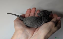 Devon Rex cats for sale: Blue & Lilac Devon Rex Kittens Taking Reservations - Image 5