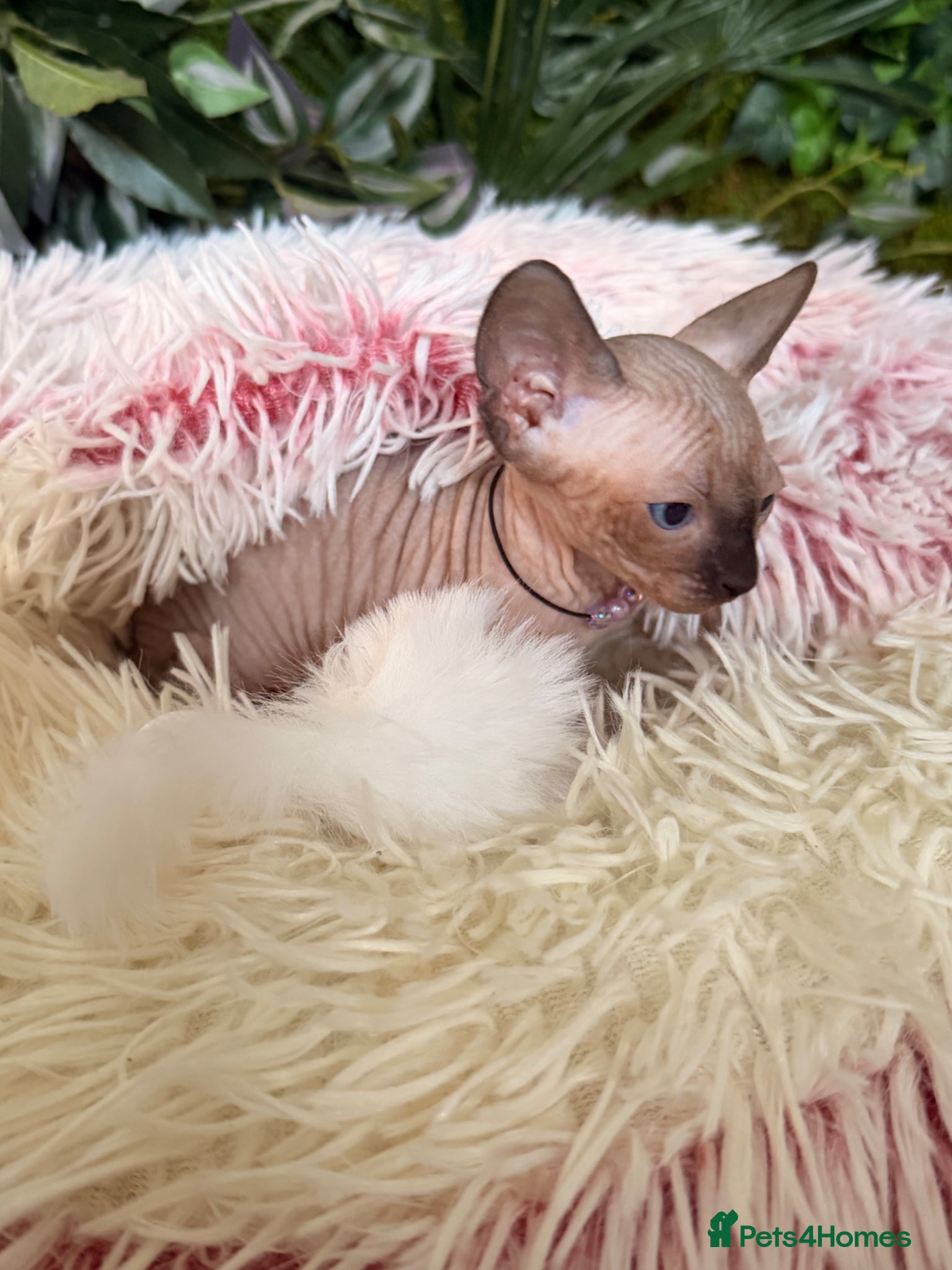 Sphynx cats for sale: 3 stunning kittens available! - Advert 12