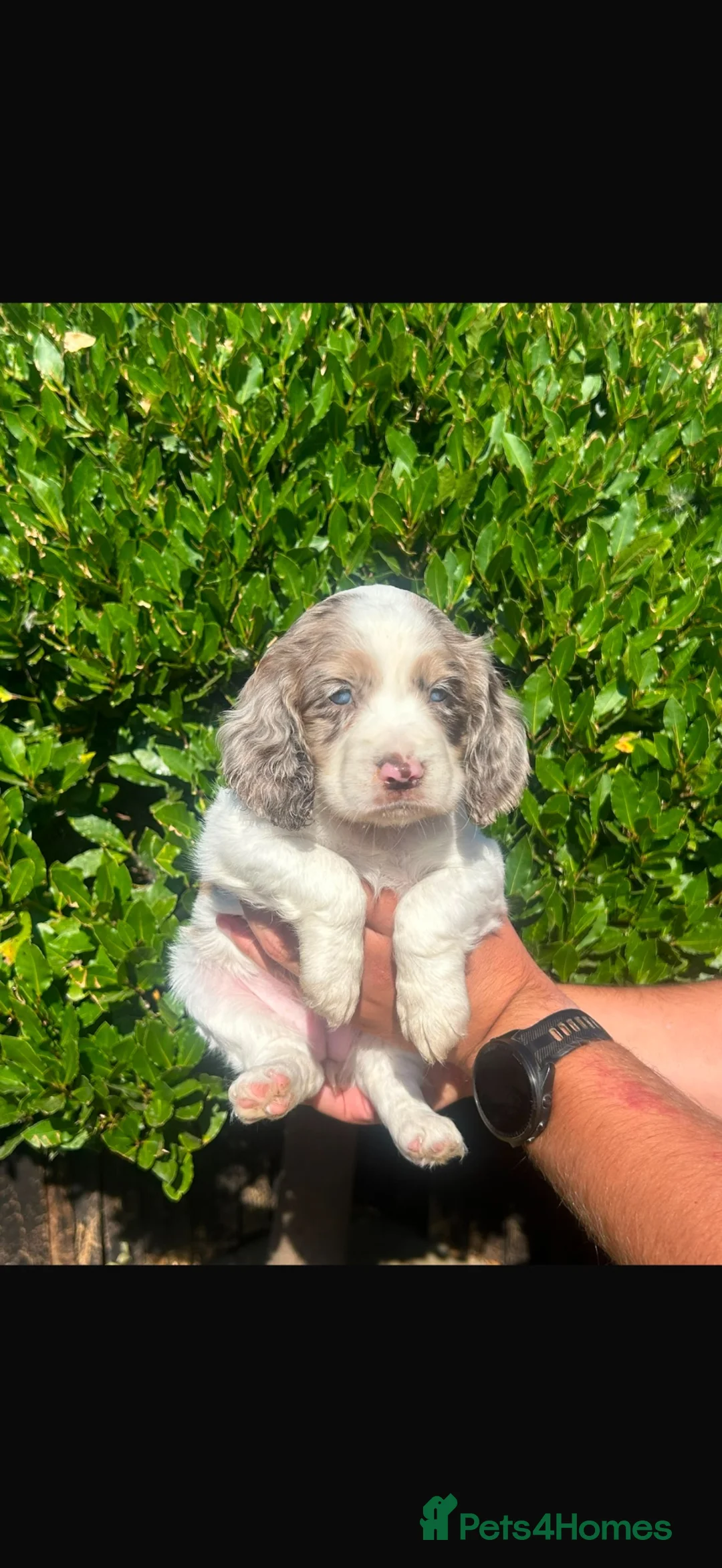 Cocker Spaniel dogs for sale: Cocker spaniel puppies - Advert 2