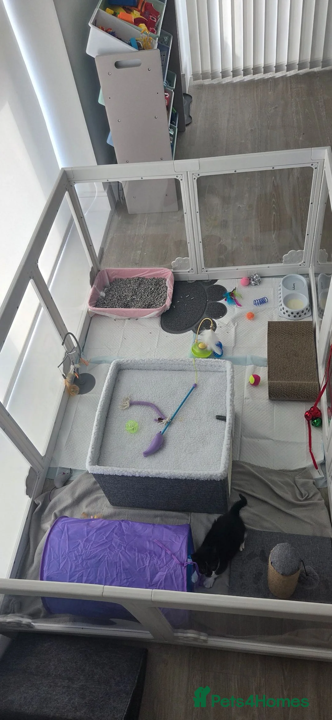 Mixed Breed cats for sale: Bella in Erith - Advert 2