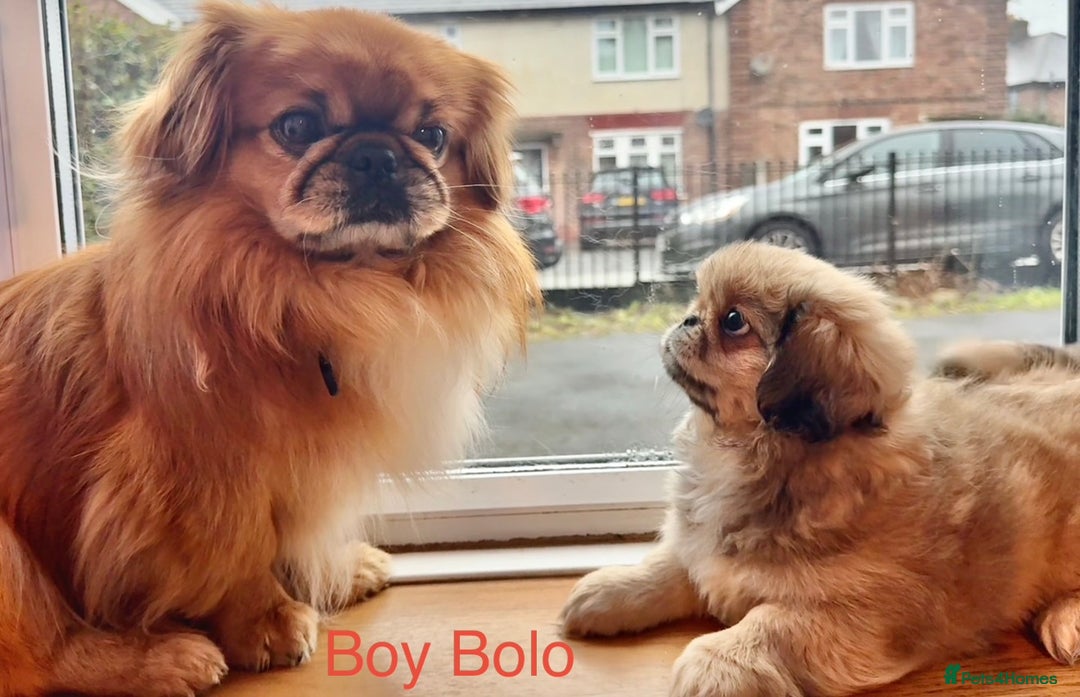 Pekingese dogs for sale: 🐾 Pekingese Puppies for Sale – 2 Girls & 1 Boy 🐾 - Advert 9