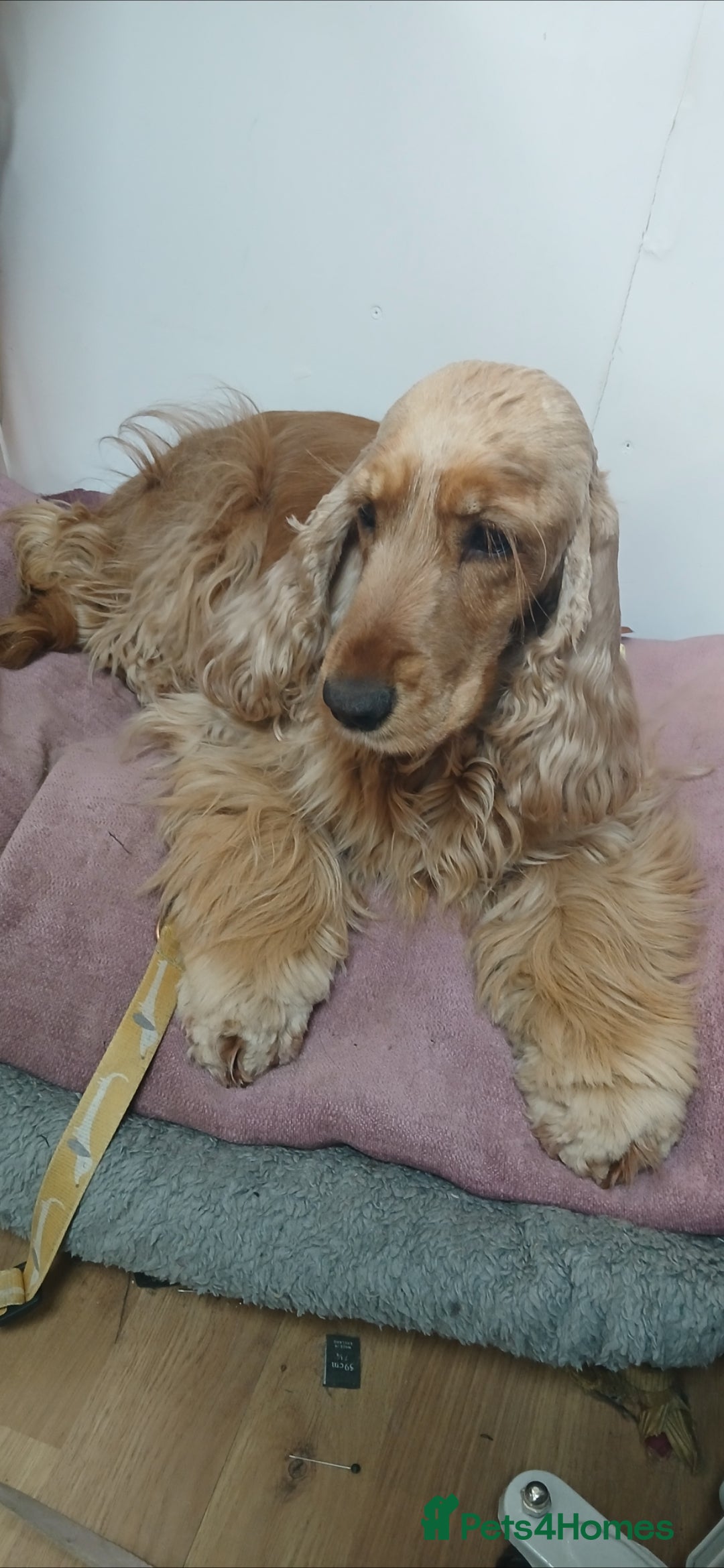 Cocker Spaniel dogs KC,DNa Clear for Adoption/ looking retirement 🏡  - Advert 1