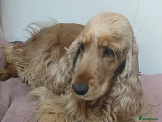 Cocker Spaniel dogs KC,DNa Clear for Adoption/ looking retirement 🏡 - Advert 1