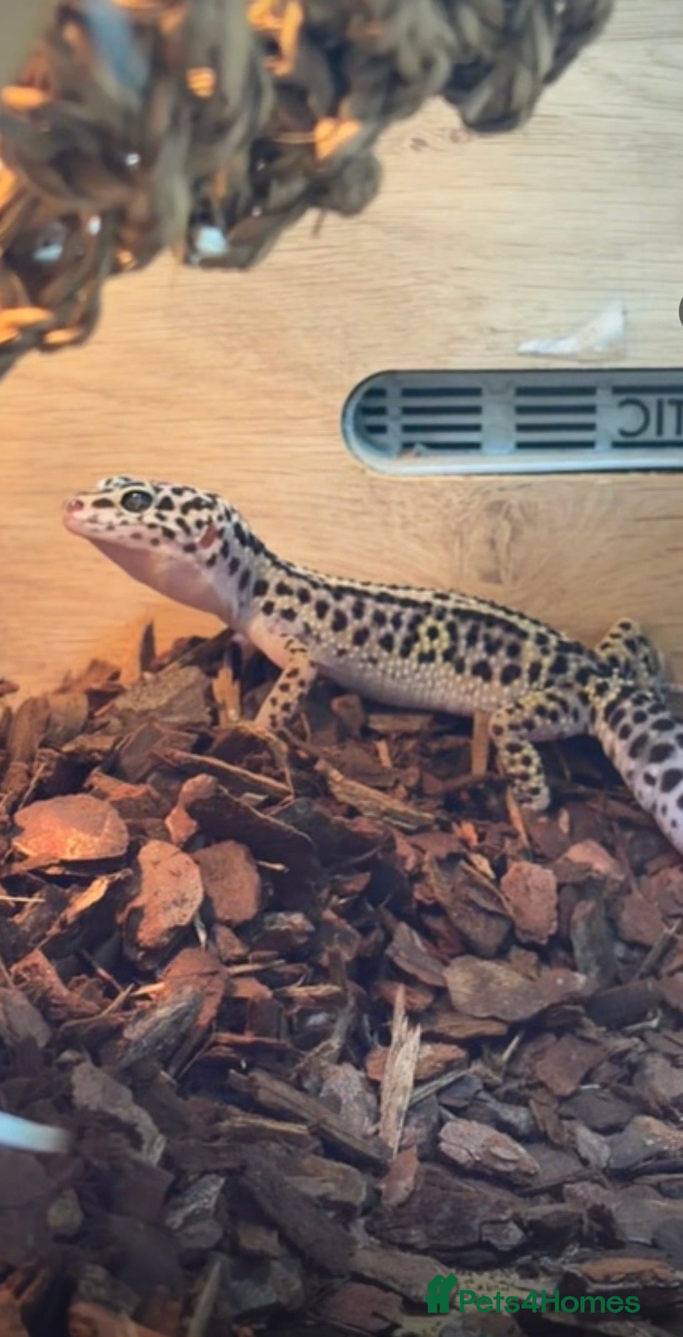 Gecko reptiles Fat tailed gecko and cage setup - Advert 4