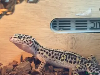 Gecko reptiles Fat tailed gecko and cage setup - Advert 4