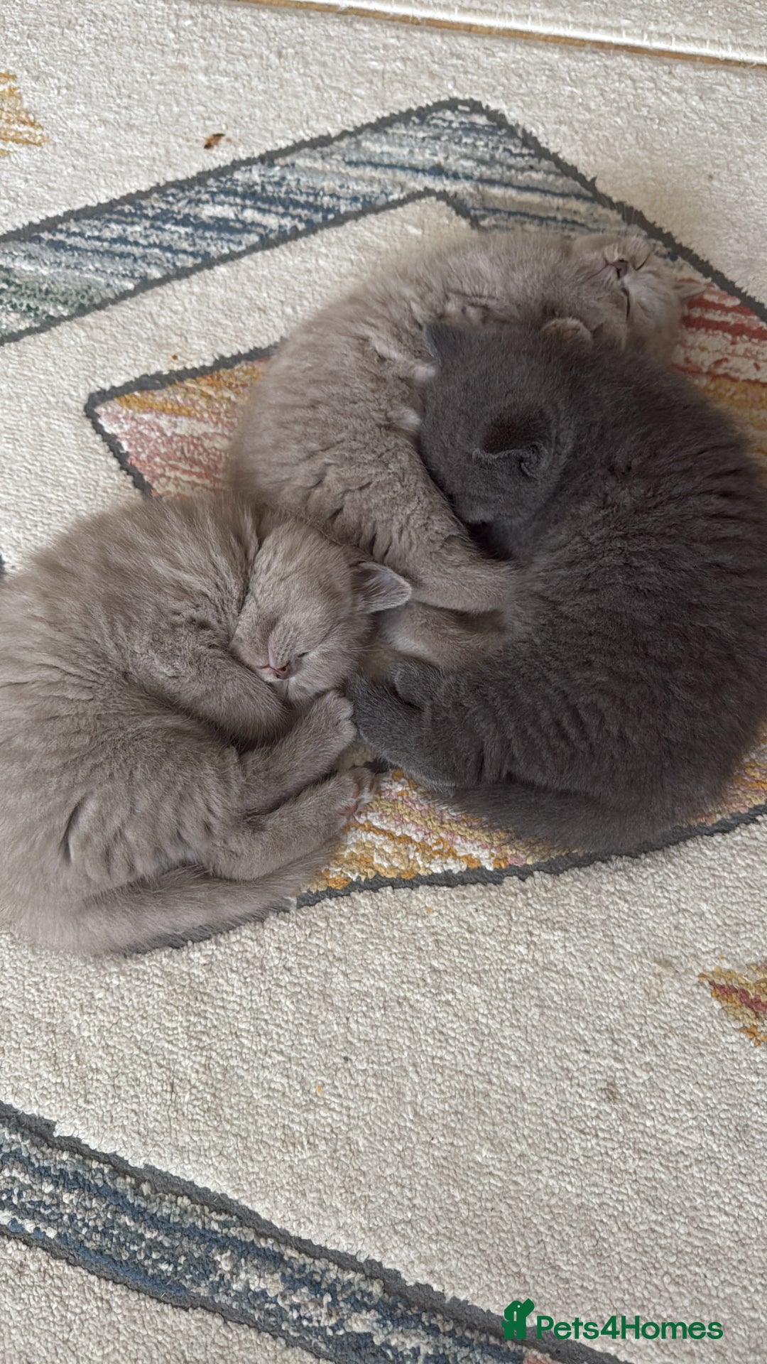 British Shorthair cats for sale: Gorgeous Kittens Ready to Find Their Forever Homes - Image 30