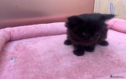 Mixed Breed cats for sale: Black kitten and white&black kitten available  - Image 11