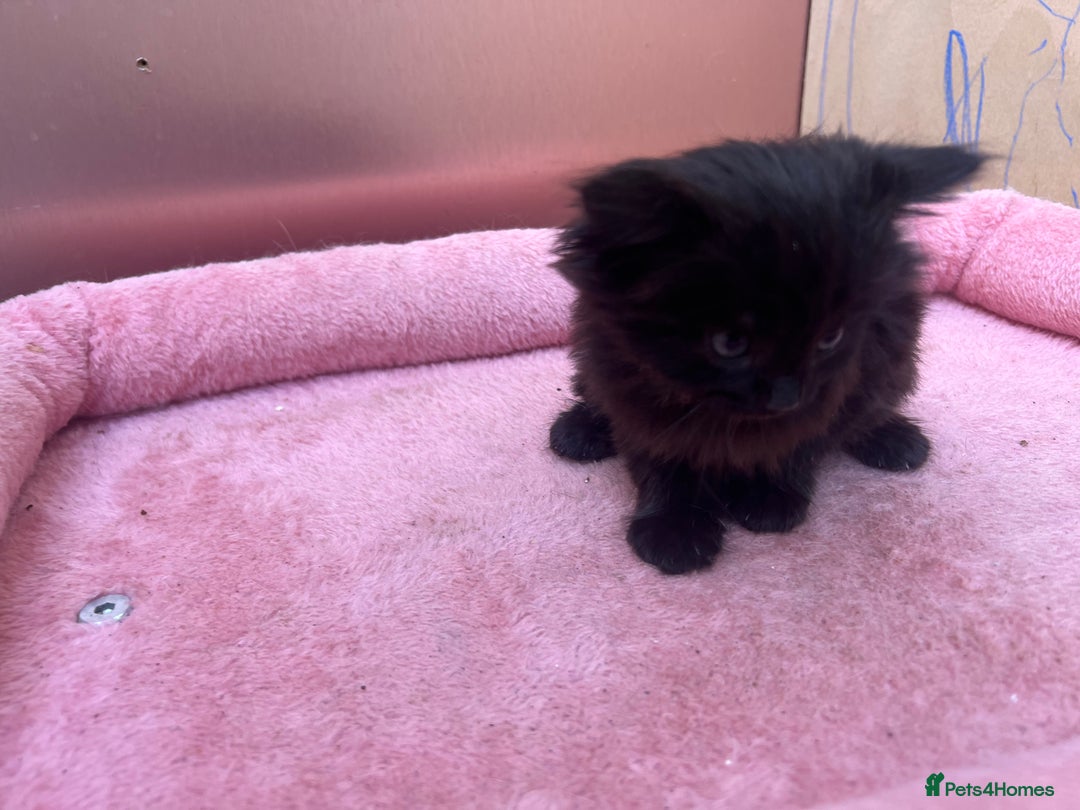 Mixed Breed cats for sale: Black kitten and white&black kitten available  - Image 11