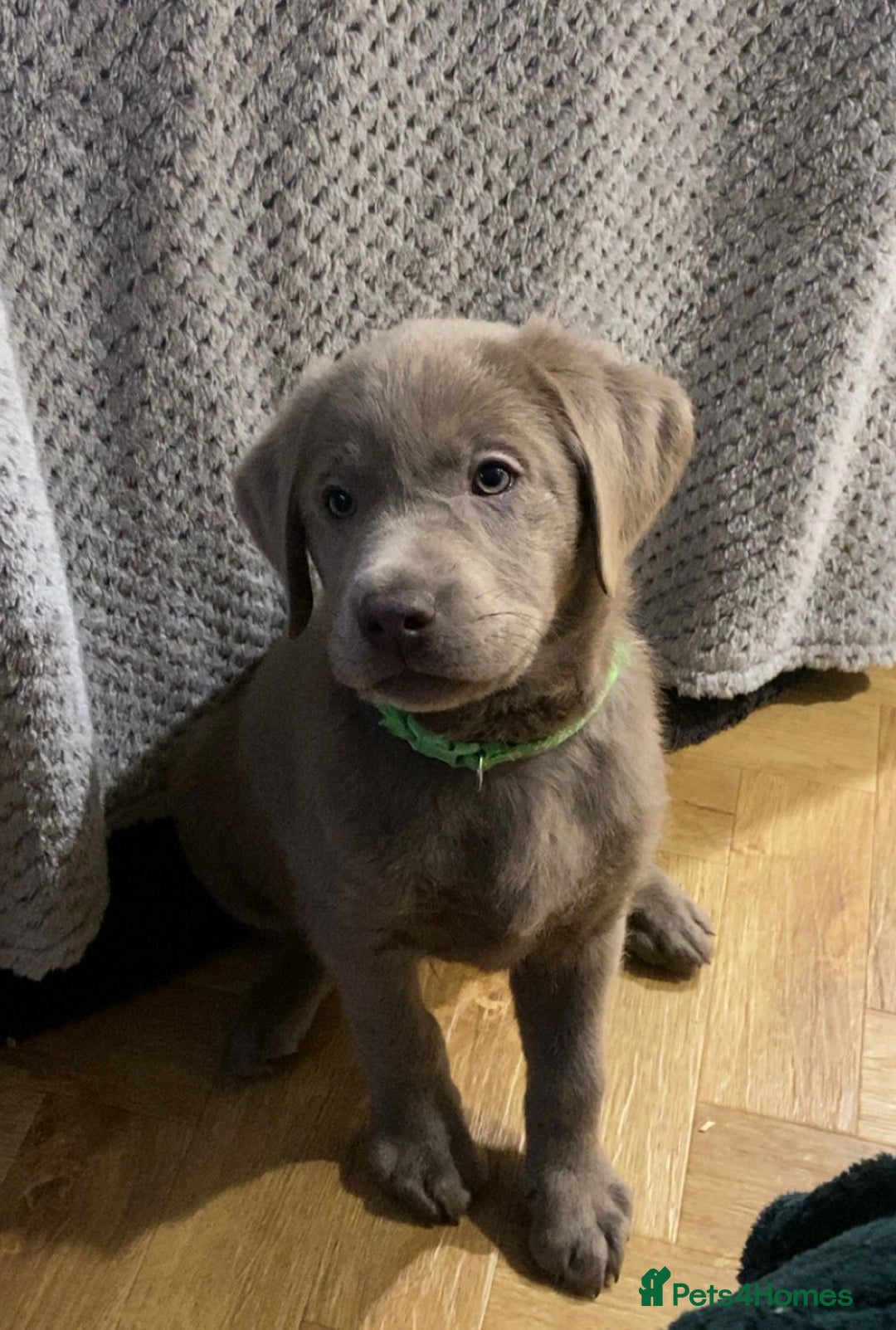 Labrador Retriever dogs for sale:  Ready for collection from today 🩶💚🩶   - Image 36
